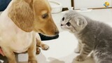 FUNNY CATS and DOGS 🐱🐶 New Funniest Cute Animals Videos 2024
