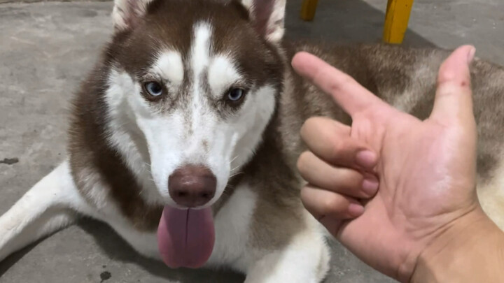 Pit Bull: If you’ve got food, you’re my dad; if you don’t, I’m your dad!