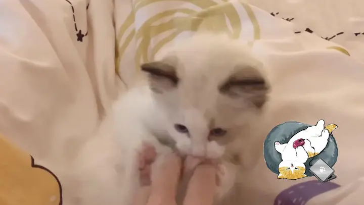 Kitten Bit Her Foot When She Wants to Bite Her Keeper's Hand.