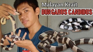 Ular weling / malayan Krait ( Bungarus Candidus )