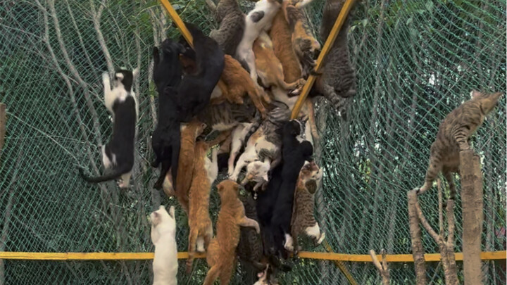 925 Ganzhou Cat Car has settled into Qiuchi Manor, but when will its emotional scars finally heal?