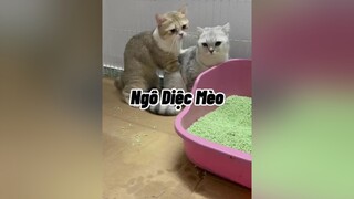 Anh có ngừi iu mới quên luôn mối cũ 😂 mèo cute cat