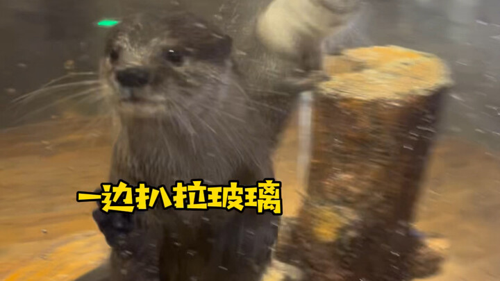 How to Attract Two Playful Otters!