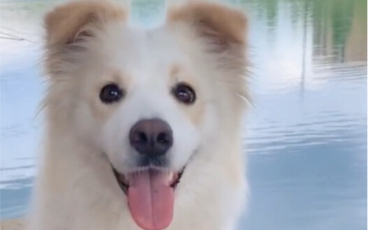 Bella: If I just keep looking at you like this, you’ll soften up.