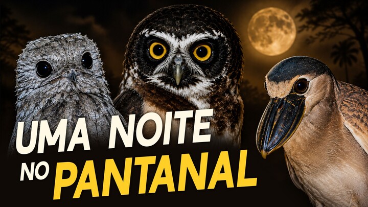 PROCURANDO AVES NOTURNAS no PANTANAL - Uma noite em uma fazenda