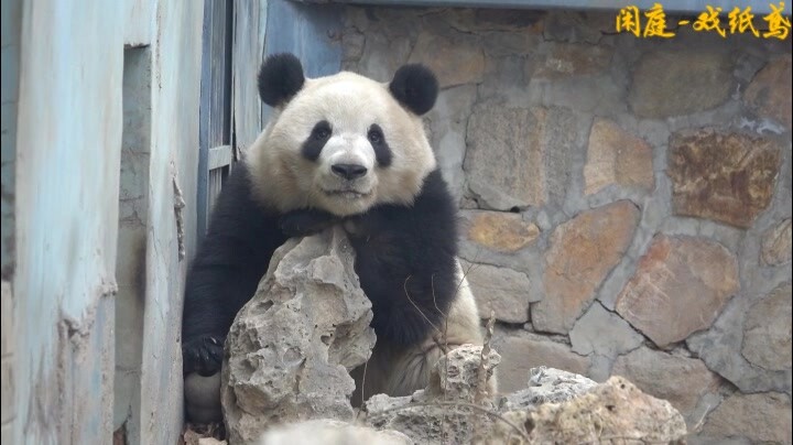 他姥爷在内场逗的外场的小么么好开心~