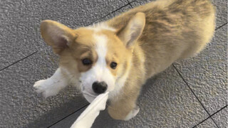 When I took my dog for a walk and forgot to bring the leash... isn't this leash even more effective?