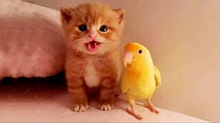 Cats Vs Chicken Toy