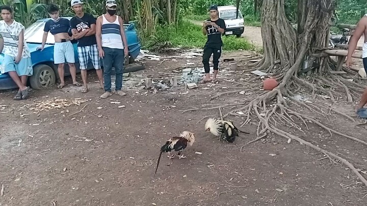 Talisay vs hiraw... Patay na daw talisay ko..