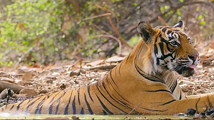 ¡El Tigre Atacó por Sorpresa al Oso Perezoso y Luego Hizo Algo Inesperado!