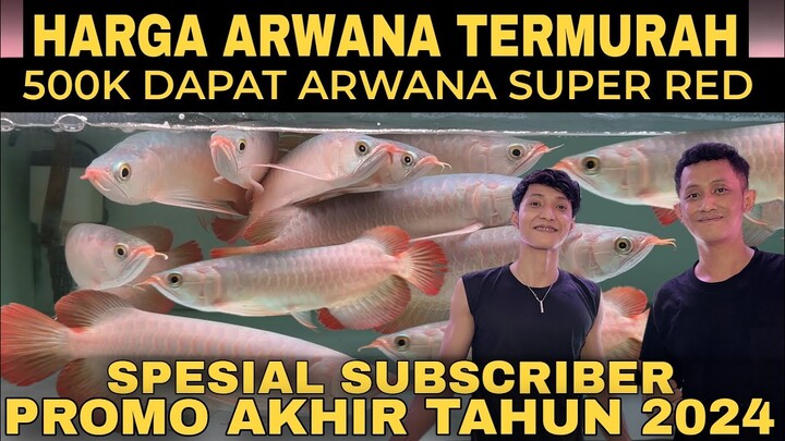 Review Harga Arwana Super Red TERMURAH Spesial Promo Akhir Tahun 2024 Di Rahayu Arwana CUMA 500k