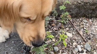 Eating grass can relieve a dog's stomach discomfort—I just wonder what kind of grass my dog is eatin