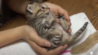Memberi makan bayi musang kecil