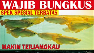 WAJIB BUNGKUS ARWANA SUPER RED SPEK SPESIAL MAKIN TERJANGKAU