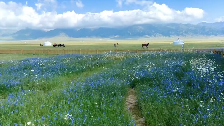 يا إلهي! صيف شينجيانغ يرقى إلى مستوى الأسطورة مباشرةً!