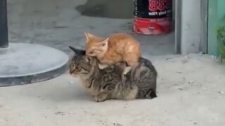 As long as Mom is around, I'm not an abandoned stray cat无人疼的小流浪猫