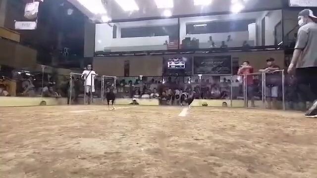 WIN. 2 HITS AT DARASA. USING OUR PERSONAL BROODCOCK 5KSWEATER