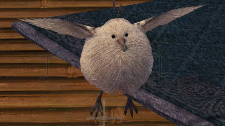 Hehe 🥰 Soft-feathered Rallid ♥️ Hehe 🥰 Soft-feathered Rallid ♥️ Hehe 🥰 Soft-feathered Rallid ♥️ Hehe