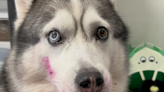 养了这么多年狗头一次知道火龙果还能这么用