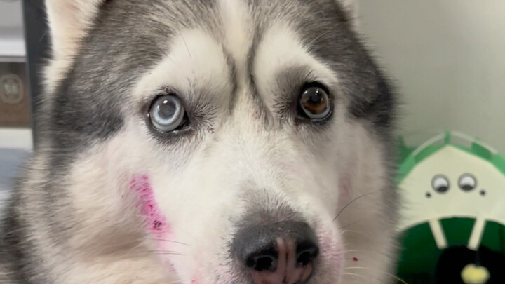 After raising dogs for so many years, I'm discovering for the first time that dragon fruit can be us