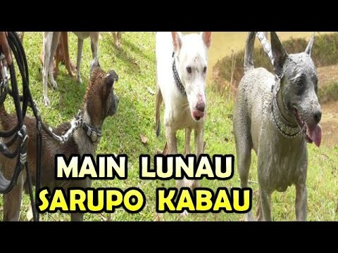 BABI BESAR TERGULING MASUK SAWAH !! Baburu Babi Di " SITAMPUANG " SIJUNJUNG  13 Desember 2020