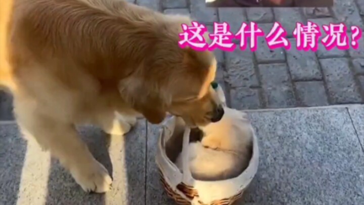 3-Month-Old Missing Golden Retriever Suddenly Comes Home: “Mom! I’m divorced, and the kids were awar