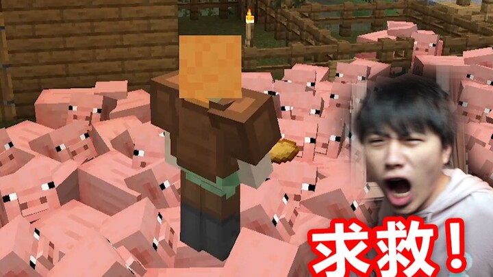 What is it like to raise 100 pigs?