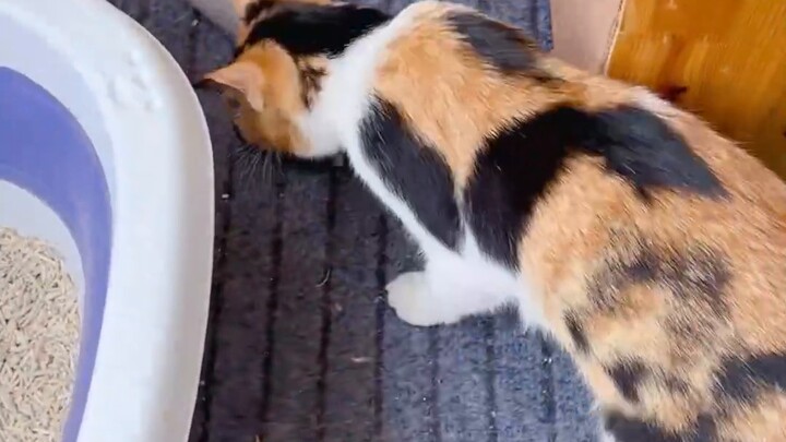 القطة ترد الجميل! قطة مشردة أهدتني هدية في 520! من الخوف إلى الدهشة، ثم انتهى الأمر بالعاطفة الكاملة