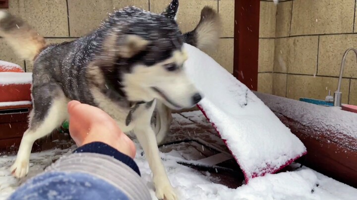 Trước trận tuyết đầu tiên của mùa đông, các cún con đều chơi đùa hết mình!