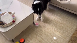 Anak anjing: Tidak, itu sepenuhnya salah.