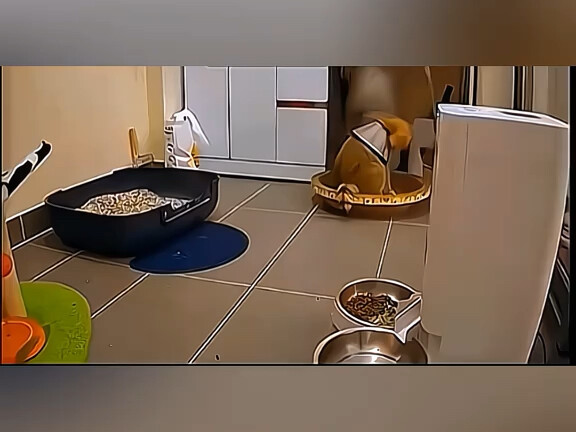 Hài hước về thú cưng