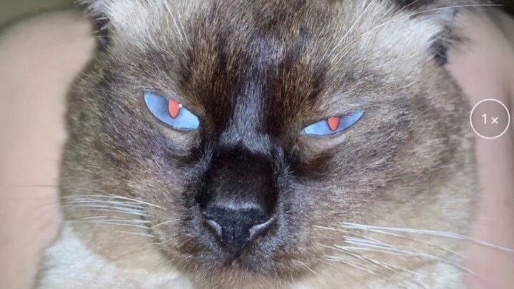 Cat: I hate humans who are *so* mindful of boundaries!!!