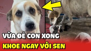 Vừa ĐẺ xong bé chó lập tức dẫn con Sen đến KHOE THÀNH QUẢ 😍 | Yêu Lu