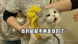 小猫咪的社死现场！丢人丢到医院去了…