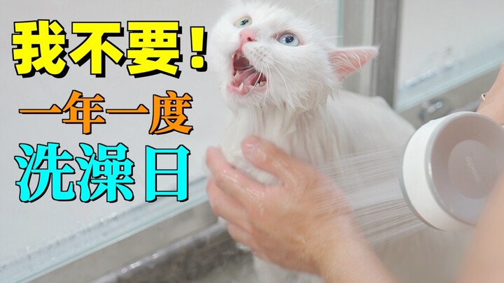 Một “nàng mèo tinh” tắm rửa mà bày vẽ quá mức, còn có vệ sĩ kè kè bảo vệ.