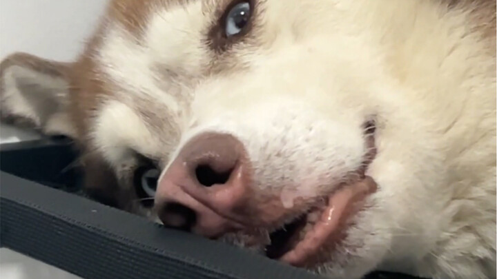 Husky: My CPU’s about to burn out!