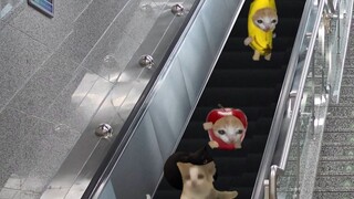 Kucing Pisang pergi jalan-jalan dengan teman-temannya dan akhirnya menangis lagi