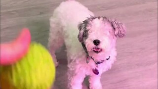 A little dog without eyes, who loves playing fetch, can still reliably catch the ball using only its