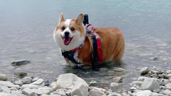 What's going on? Now, as soon as the corgi sees water, it wants to jump in!