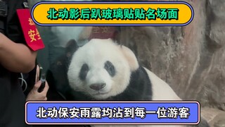 Healing giant panda, Beijing Zoo's leading lady Ms. Xu Mengmeng, performs the iconic scene of sticki