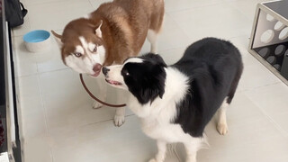 [Hewan]Mengerjai Border Collie dan Husky-ku