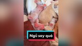 Ngủ say quá trời quá đất luôn. cunyeucuadua chó chócon chókhôn chócute