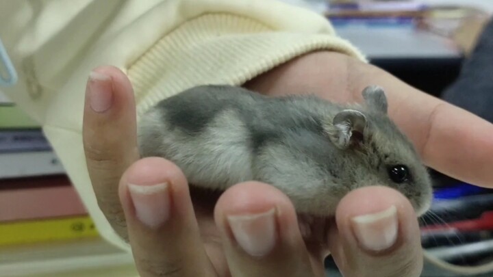 Membawa Tuan Hamster ke kelas untuk mengikuti pelajaran! Bayi hamster diperebutkan oleh para siswi d