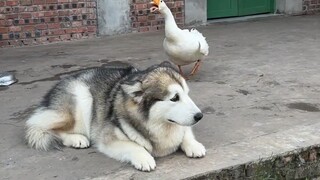 This is what happens when you bully an honest dog.