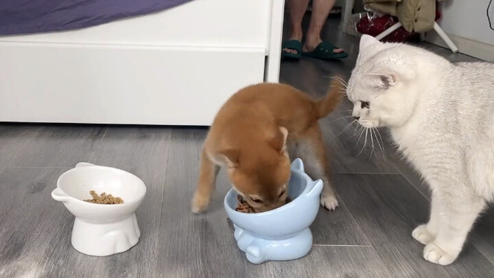 “Kalau nggak semangat makan, berarti ada yang salah dengan otakmu”