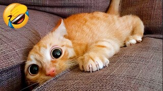 Best Funny Animal Videos Of The 2022 🤣 - Funniest Cats And Dogs Videos 😺😍