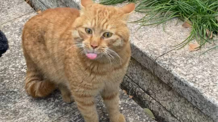 Cat: I’m telling you, this is insanely delicious!