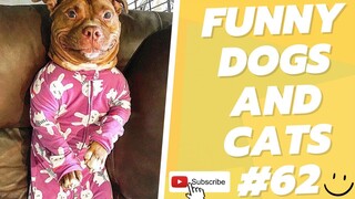 Funny Animal Videos 2022  Best Dogs And Cats Videos 😺😍 # 62