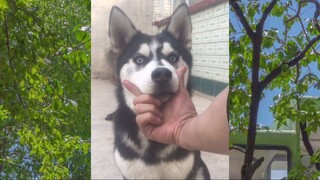 CUTE PET #น่ารัก&ตลก #5555+