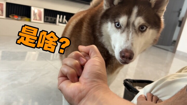 "Dog-Driving Divine Artifact"